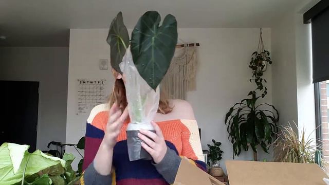 Lost Footage! HUGE Gabriella Greenhouse Unboxing  Syngonium Pothos Philodendron Alocasia