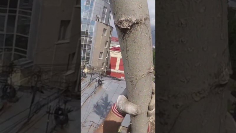Удаление дерева в центре города
