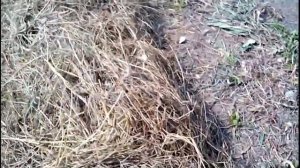 УРОЖАЙ НА УРА!!! Сажаем картофель под сено.. Быстро и легко))