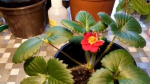 Земляника Тристан #земляника