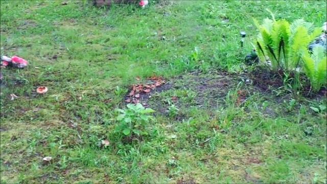 152 - VLOG. ДАЧА. Конец июня 2015г. часть 1 смотреть онлайн