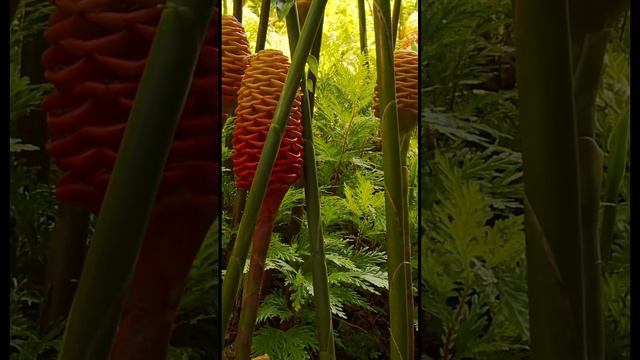 Red Ginger in Hawaii #naturevideo #relaxation #hawaii #redginger