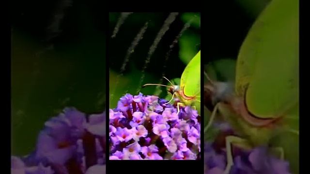 Болото кишит лягушками