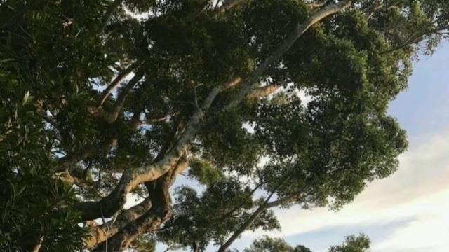 Медитация ! Мусика терапия // Сизни кувватга тулдиради. смотреть онлайн