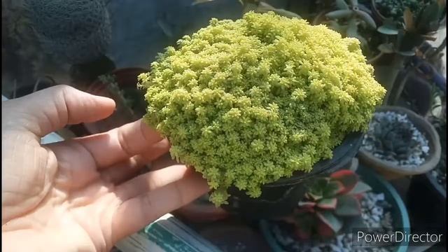 care of sedum Hispanicum Aureum 31/3/2021(Urdu/Hindi) смотреть онлайн