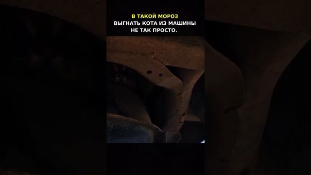 Котик залез погреться под машину