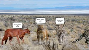Animal Size Comparison | Wild Cats