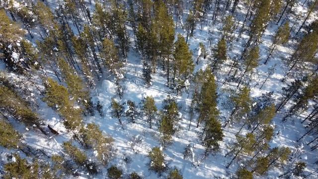 Лоси зимой наваливают от дрона. ( коптер DJI ) Moose run away from drone смотреть онлайн