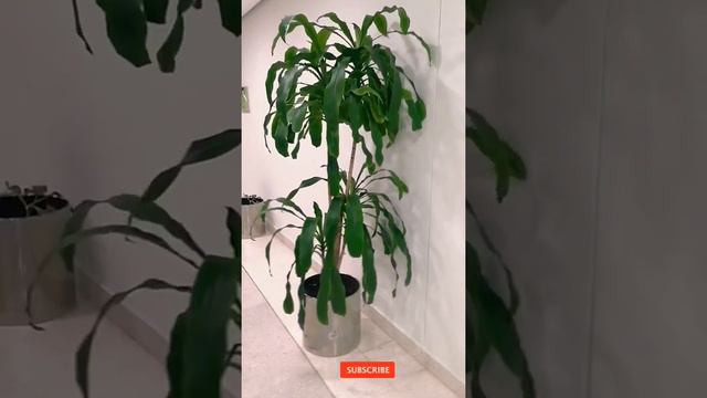 indoor plant 🌲🌻 (Dracaena fragrans)