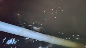 Что сом ест лучше ? Корм или рыбу ?