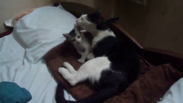 Rocky cat grooming cute Bobby kitten [8 Jan 2016] смотреть онлайн