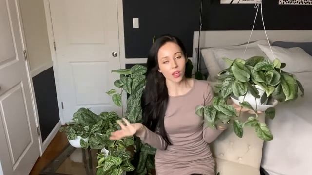 Scindapsus Pictus Full Care Guide and My Collection смотреть онлайн