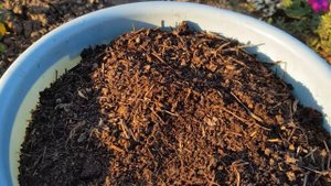 Перегной- сыпец ОРГАНИЧЕСКОЕ УДОБРЕНИЕ для роз- ...Добыла 2 ведра - отличное улучшение тяжелой почв