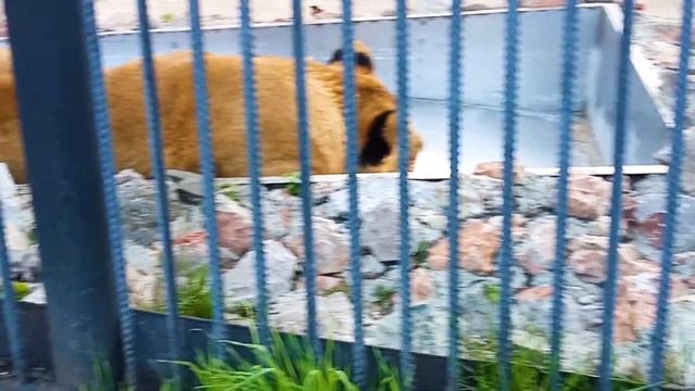 Первый VLOG! Парк флоры и фауны! Зоопарк смотреть онлайн