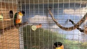 Как кричат попугаи каики