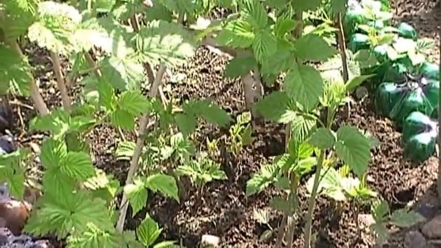 2013 г .Удаление сорняков в малине . смотреть онлайн