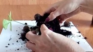 Как посадить Дуб все секреты посадки 2 вариант how to plant acorn Саженцы дуба oak planting oak