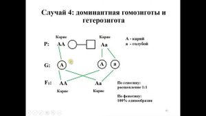 2 Все случаи моногибридного скрещивания. Образование гамет. Решетка Пеннета