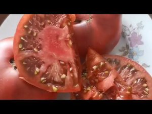 Сорт гном "Борония" с Алтая! Лучший сорт для открытого грунта!
