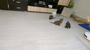 Котята бурмы играют, 2 мес.