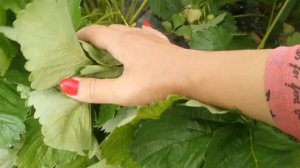 Земляника Сибилла 2020. Всё в ней хорошо.