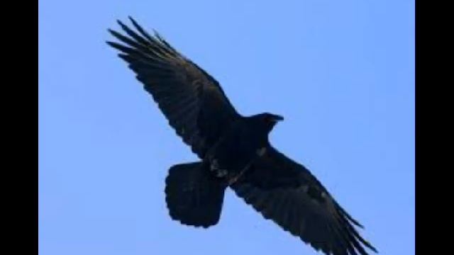 А может быть ворона смотреть онлайн