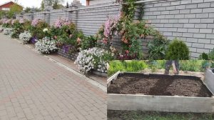 ЧЕМ КОРМИЛА ПЕТУНИЮ В ЭТОМ СЕЗОНЕ?