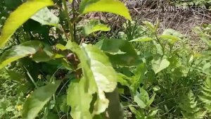 результат прививки черешни на вишню в марте