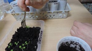 Петуния пикировка-пересадка в пластиковые стаканчики.