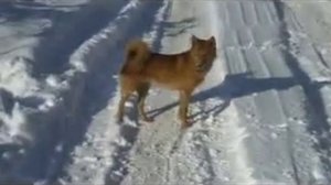 Карело-финская лайка Финский шпиц Клуб СУОМЕН