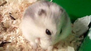 Самое милое видео💜Хомяк ест🐹