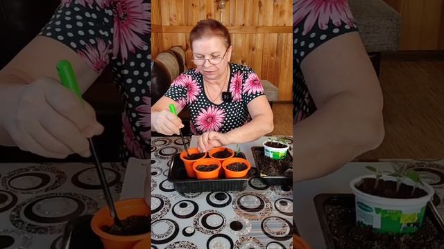 Плющелистная ампельная пеларгония