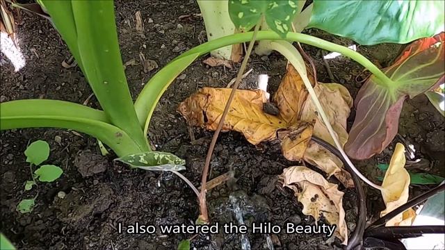 New Elephant Ear Plants Colocasia Waikiki, Caladium Hilo Beauty, And Alocasia Macrorrhiza Black Ste