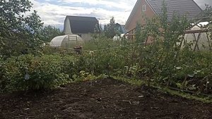 Защита посадок горчицы от птиц