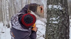 Охота на куницу капканами часть №1