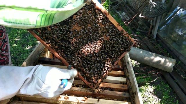 Вывод маток смотреть онлайн