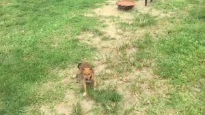 Уши, Лапы, Хвост - приют животных!