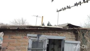 ГОЛУБИ СЕРГЕЯ! КРАСНЫЙ ЛУЧ!2024!