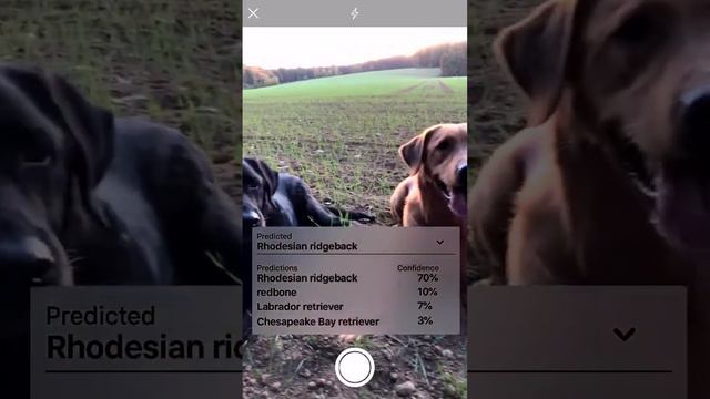 Dog Breed Identifier App - Android & iOS: Powered by AI