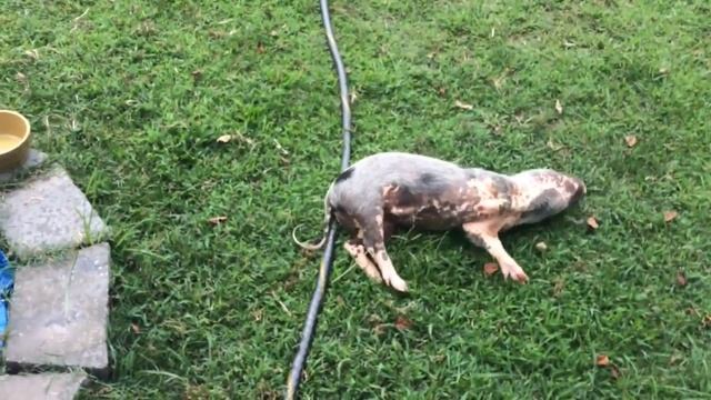 Mini Pigs Waiting For Their Piggy Pool Refill смотреть онлайн