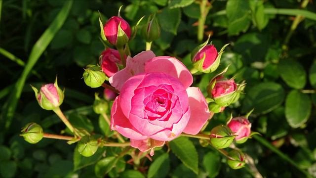 Роза флорибунда Помпонелла / Rose Pomponella