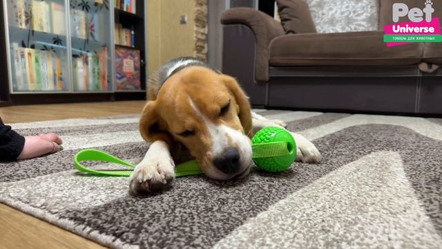 PU3055 Игрушка для собак Pet Universe мячик с эластичным шнуром шнуром 35х7,5 см смотреть онлайн