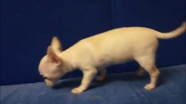 Дилон де люкс Флёр де Лиз смотреть онлайн