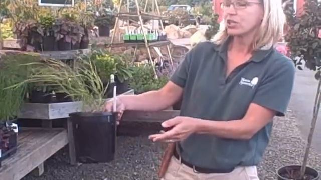 Laurie from Weston Nurseries - Changing fall foliage in the perennial garden смотреть онлайн