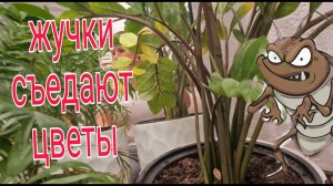 Насекомые в цветочных горшках. КАК С ЭТИМ БОРОТЬСЯ....