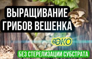 "эмэко". Вешенка без стерилизации субстрата (опыт из Борисоглебска).