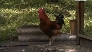 Дикий зверь душит кур