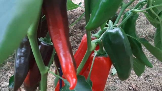 УРОЖАЙНЫЕ И АРОМАТНЫЕ ПЕРЦЫ смотреть онлайн