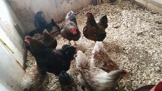 ВИАНДОТАМ 5 МЕСЯЦЕВ мой птичий уголок в феврале смотреть онлайн