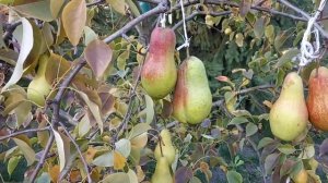Груша Лесная красавица или Талгарская красавица, отличия и сходство.